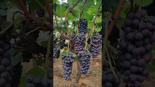 grapes harvesting #grape #fruit #harvesting #farming #farm