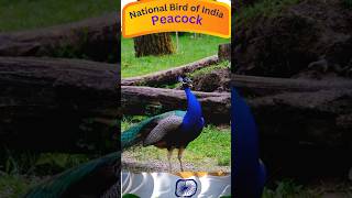 Majestic National Bird of India #india