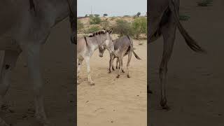 Donkey with buddies #ytshortsvideo #animals #donkey #funnyanimal #funny #donkeyfarm