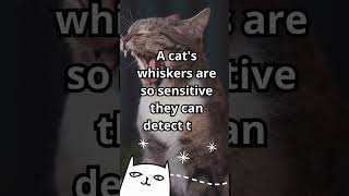 A cat's whiskers  #cat  #cute #funnycats #funny