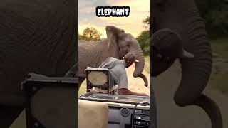 Elephant #shorts #viral #trending