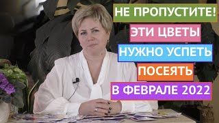 ЧТО ПОСЕЯТЬ В ФЕВРАЛЕ? ЦВЕТЫ! СЕЗОН 2022!