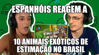 ESPANHÓIS REAGEM A 10 ANIMAIS EXÓTICOS DE ESTIMAÇÃO NO BRASIL