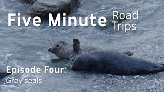 Grey Seals | 5 Minute Road Trips EPISODE 4