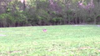 Deer at ShelbyBottonsGreenway Nashville