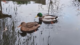 feeding ducks ! lake side ! smichi tv ! #shorts