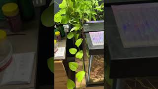 6 Pothos Varieties for a Fish Tank!