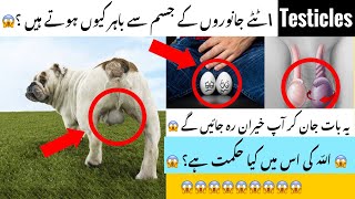 خصیے\ٹٹے جسم سے باہر کیوں ہوتے ہیں ؟😱| why testicles are outside of animal body