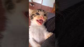 CAT LAUGH #shorts #shortsfeed #shortsvideo #viral #trending #shortsviral #cat #trend #trendingshorts