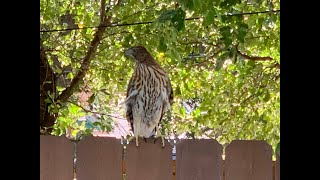 Cooper's Hawk at Malek & Malek Law Firm