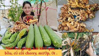 Nhổ bụi gừng, thu hoạch khổ qua, bầu, củ cải cherry, bắp, ớt.