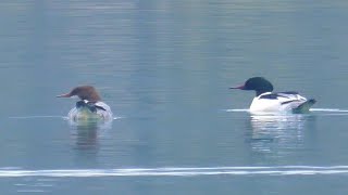 Smergo maggiore - Goosander (Mergus merganser)