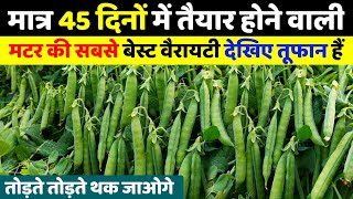 मटर की बेस्ट वैरायटी मात्र 60 दिनों में तैयार🌱अगेती मटर की खेती🤑Matar ki best variety,matar ki kheti