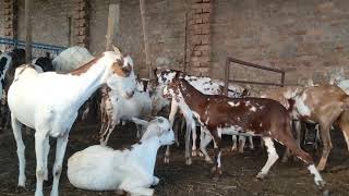 CG Agro Goat Farm Ambikapur Chhattisgarh Contact no 9713876186