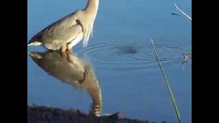 Blue Heron with a catch