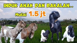 Kambing Kaligesing BREEDING Induk anak dan bakalan ekonomis!!! p.ettawa