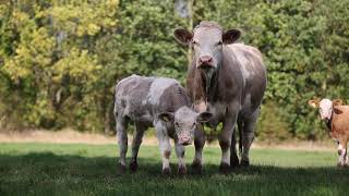 Simmentals Calving at 2