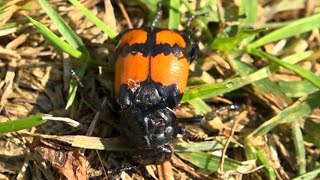 Common sexton beetle