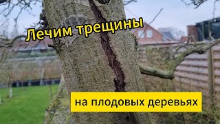 Лечим трещины на плодовых деревьях