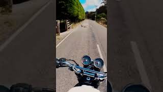 Families you meet on the road 🤣 #royalenfield #interceptor650 #newzealand #viral #asmr #ducks