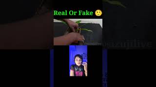 Mango 🥭 Tree 🎄 Real Or Fake 🤥 #shorts #shortsasmr #trending #viral