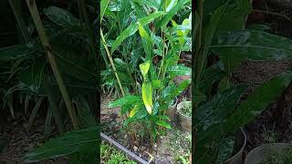 #shorts_GALANGAL PLANT #galangalplant