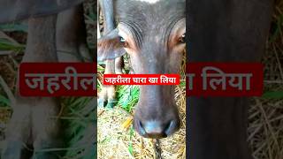 पॉइजनिंग के केस को कैसे पहचाने ?? #veterinary #veterinarymedicine Dr Suresh Jangir