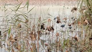 Migratory birds at Wetland : Short