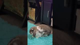 happy bunny binky dance