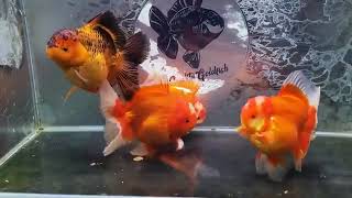 Cutie Oranda