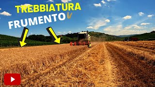 TREBBIATURA FRUMENTO| Claas tucano 320 e New holland t6020 con dumper Vanara.