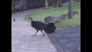 Australian brush turkeys, O'Reilly's Rainforest Retreat, Australia