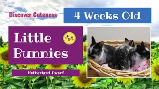 DISCOVER CUTENESS - 4-Week Old Netherland Dwarf Babies