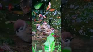 Cute Birds Playing and Enjoying