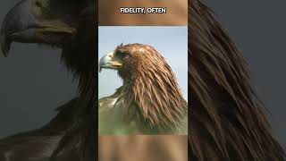 The Dominant Predator of the skies: Introducing the golden eagles | Paws on the Planet