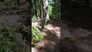 Roxy and a deer making friends!! #oldfurnacestatepark #rosscliffs #roxygirl #hiking