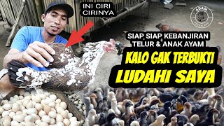 Ciri Ciri Ayam Kampung Yang Subur Dan Bagus Buat Indukan...