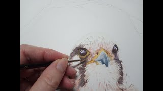 Painting a bird in watercolor | The young lady Kestrel part one | #FavouriteBirdArtChallenge