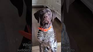 Take my money! #gsp #germanshorthairedpointer #cutedog #funnydog #dogvideo #dog