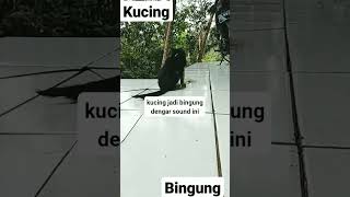 kucing bingung.dengar sound ini