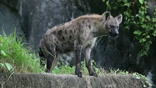 Hyena Social Structure and Behavior