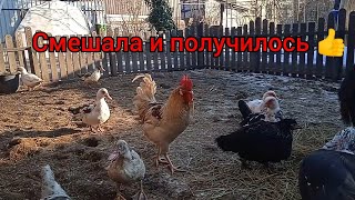 Что получилось от скрещивания Русской Белой курицы и Ливенского Ситцевого петуха. И покупные цыплята