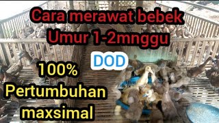 Cara merawat bebek/DOD umur 1-12hari ...100% Jitu....