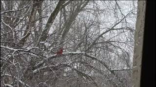 Male Cardinal dancing in and out of tree. 3/16/23