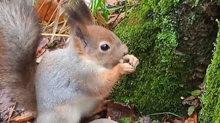 Бусинка напрятала орешков и немного перекусила 😋🌰🐿❤🌳🌲🍁#белка #белочка #squirrel