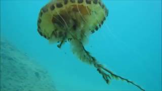 Compass Jellyfish (Chrysaora hysoscella) ''Allien'' Life