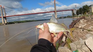 pesca en ZÁRATE con suscriptor de CORRIENTES. lugar GRATIS