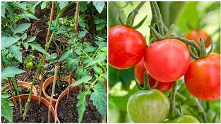 টমেটো গাছের পরিচর্যা || Tomato Plant Care || How To Prune Tomatoes To Get More Fruit