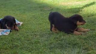 Rottweiler Puppies For Sale