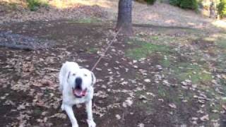 AMERICAN BULLDOG - WOODY